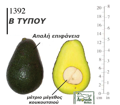 Ποικιλία Αβοκάντο (Avocado) #1392 Χανιά Κρήτης Ελλάδα