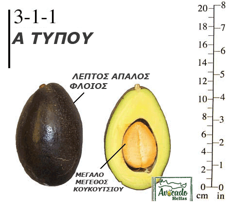 Ποικιλία Αβοκάντο (Avocado) #3-1-1 υβρίδιο