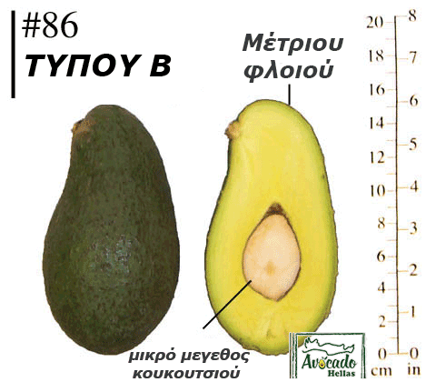Ποικιλία Αβοκάντο (Avocado) #86 χανιά κρήτης Ελλάδα