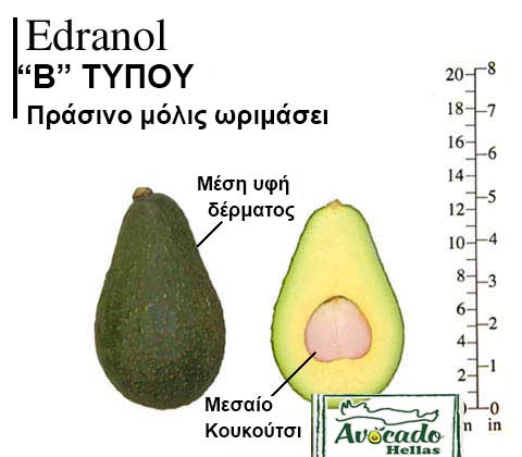 Variety Avocado Edranol
