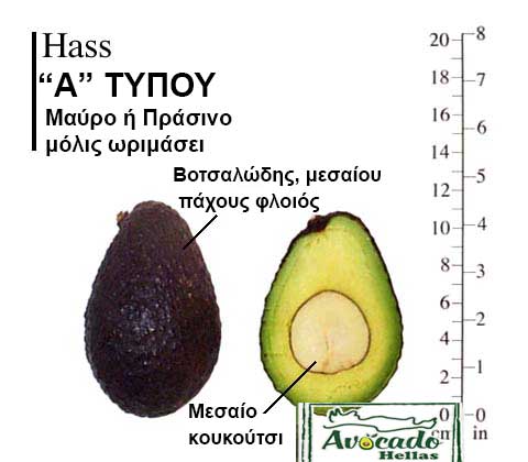 avocado-Hass Type A
