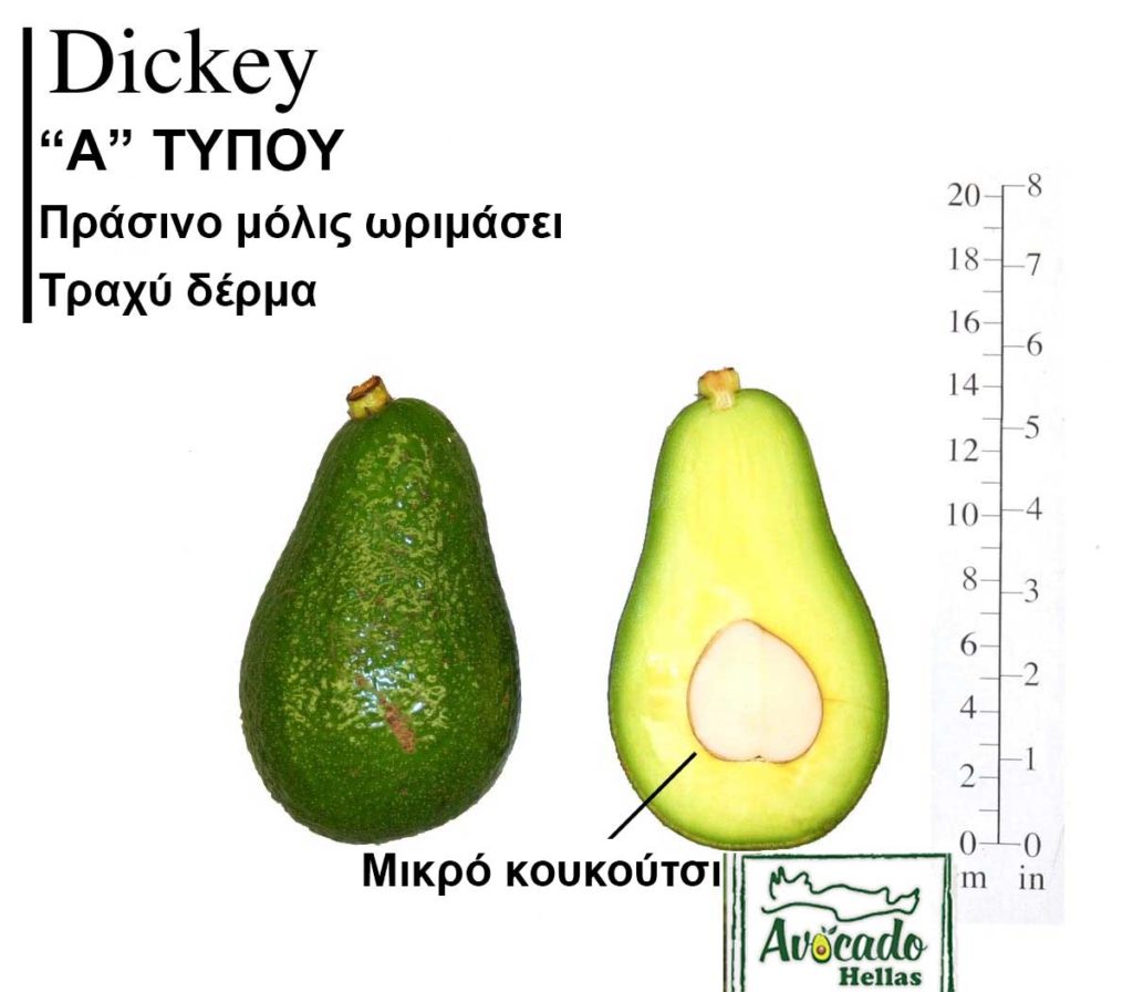Ποικιλία Αβοκάντο (Avocado) Dickey