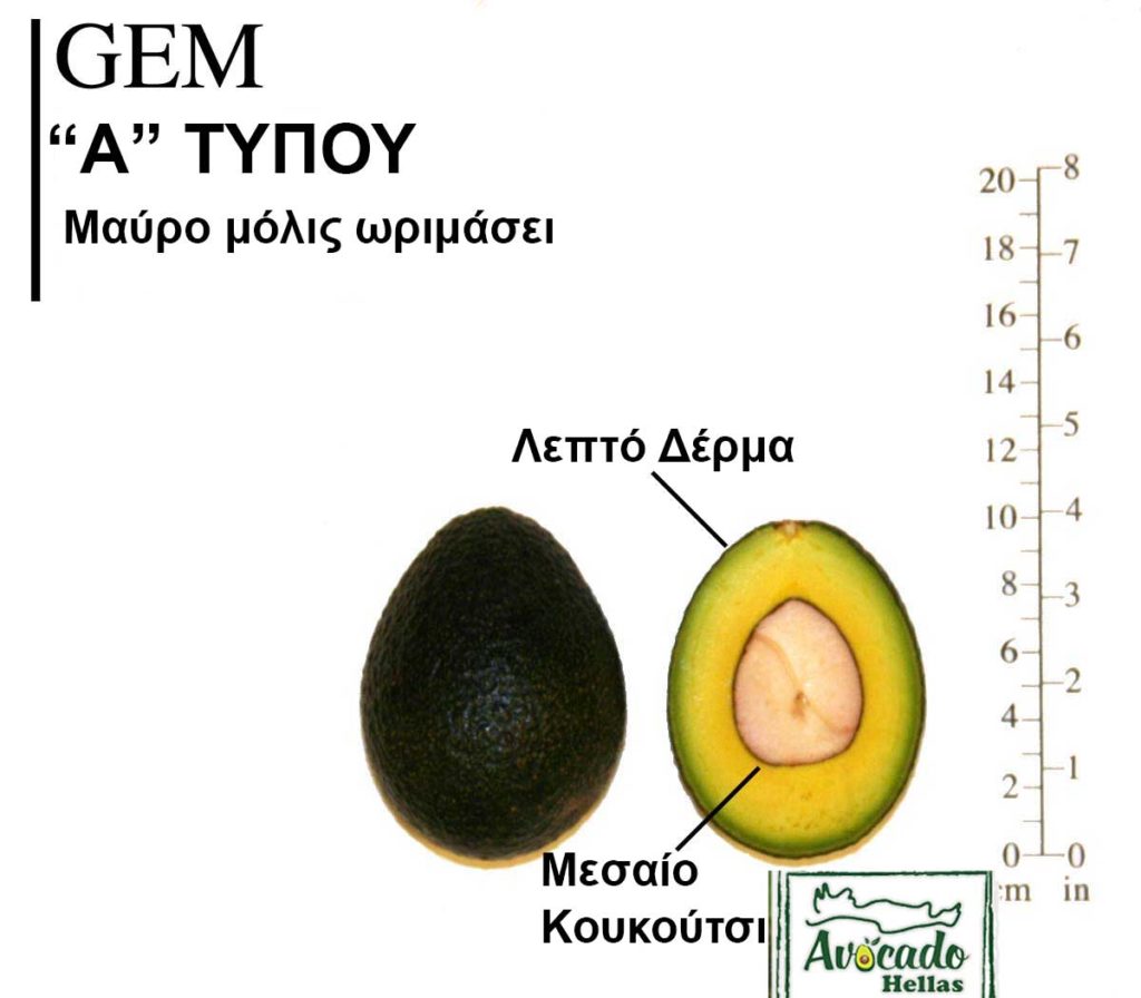 Avocado Variety Gem