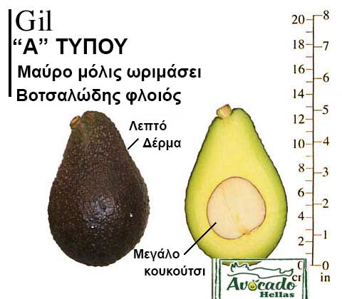 Avocado Variety Gil