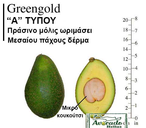 Avocado Variety Green Gold