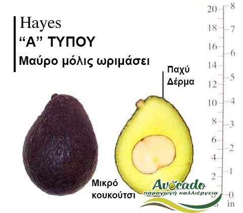 Hayes Avocado Variety