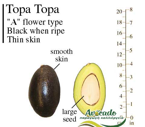 TopaTopa Variety Avocado Greece Crete Chania rootstock