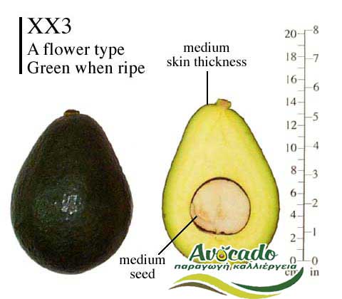 Variety Avocado XX3 Holiday Greece Crete, AVOCADO CULTIVATION, CULTIVATION PRICE MARKET BUY, TREE/TREE PLANT, MARKET PLANTS, nursery, 2019, 2020, 2021,Avocado Chania, wholesale prices, producer prices,