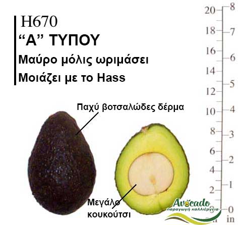 Avocado H670 variety