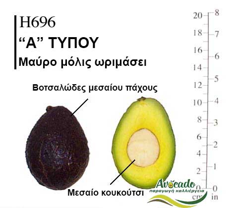 Avocado variety H696