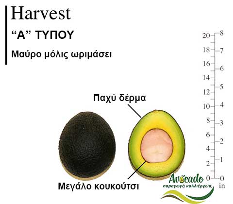 Avocado Harvest variety