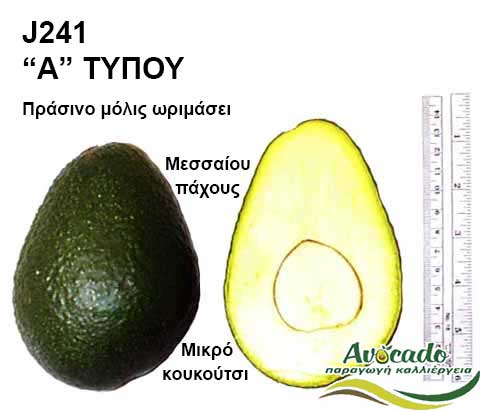 Avocado variety J241