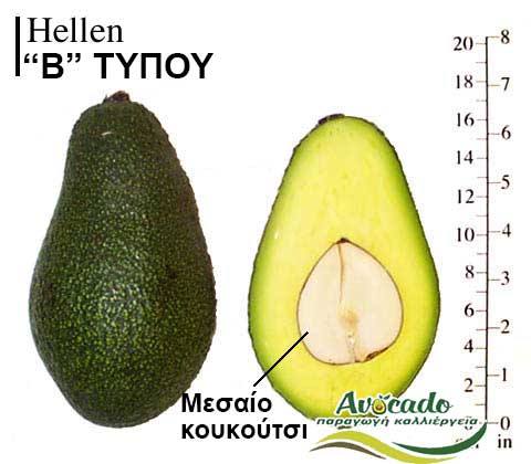Avocado variety Hellen