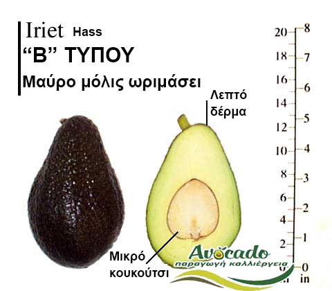 Avocado Iriet variety