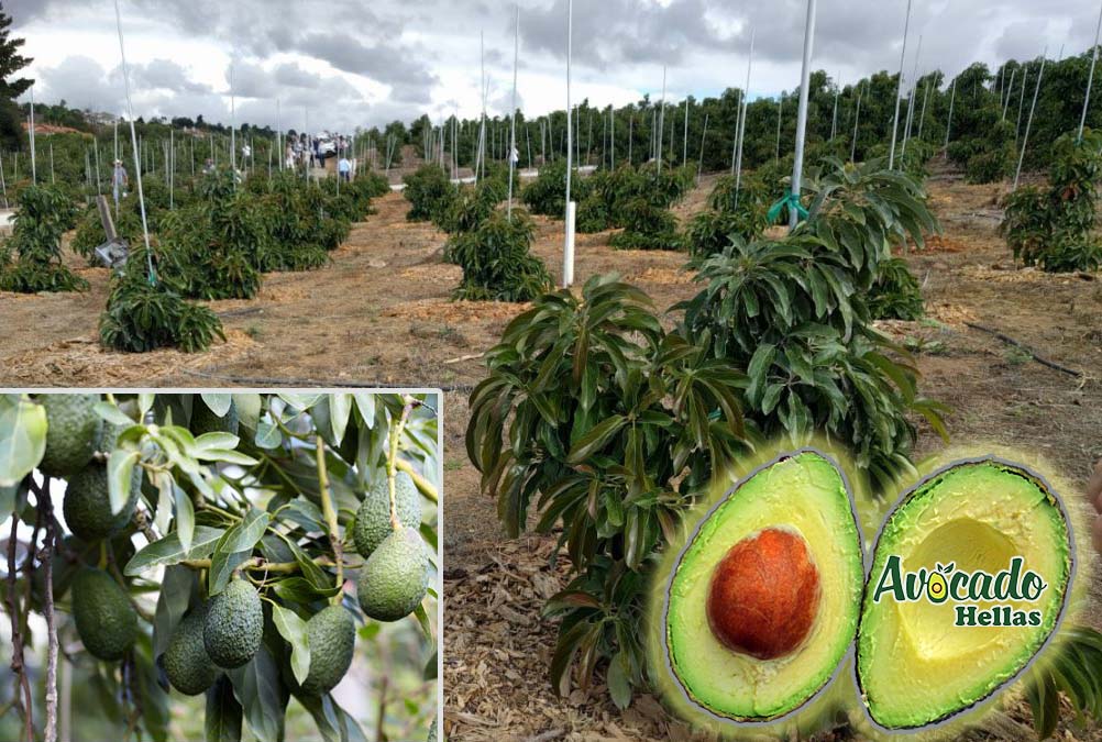 Avocado-productivity-new plantation- Greece- Europe - 2021 - 2022 - 2023