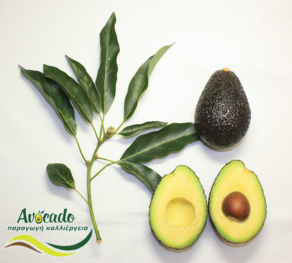 Μαλουμα χας αβοκάντο - maluma hass avocado - εμπορική νέα ποικιλία