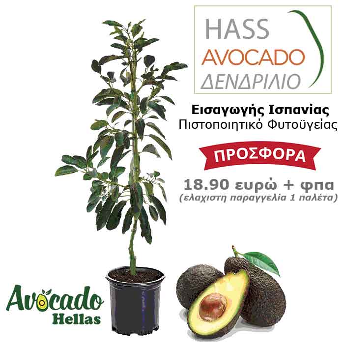 Αβοκαντο χας ισπανίας με πιστοποιητικό φυτουγείας