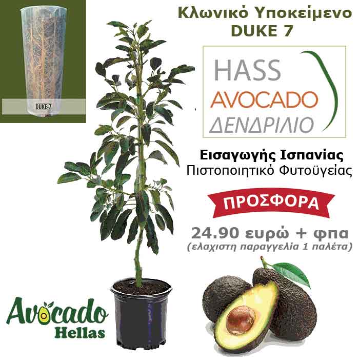 Clonal avocado duke 7 - κλωνικά αβοκάντο