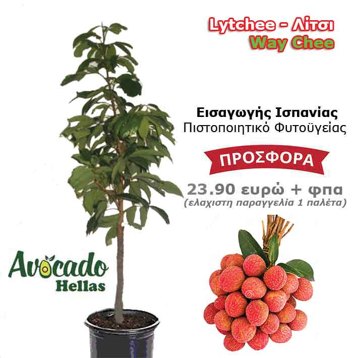 Λίτσι Litchi-Way-Chee- Ισπανίας τιμή δεντρο φυτό