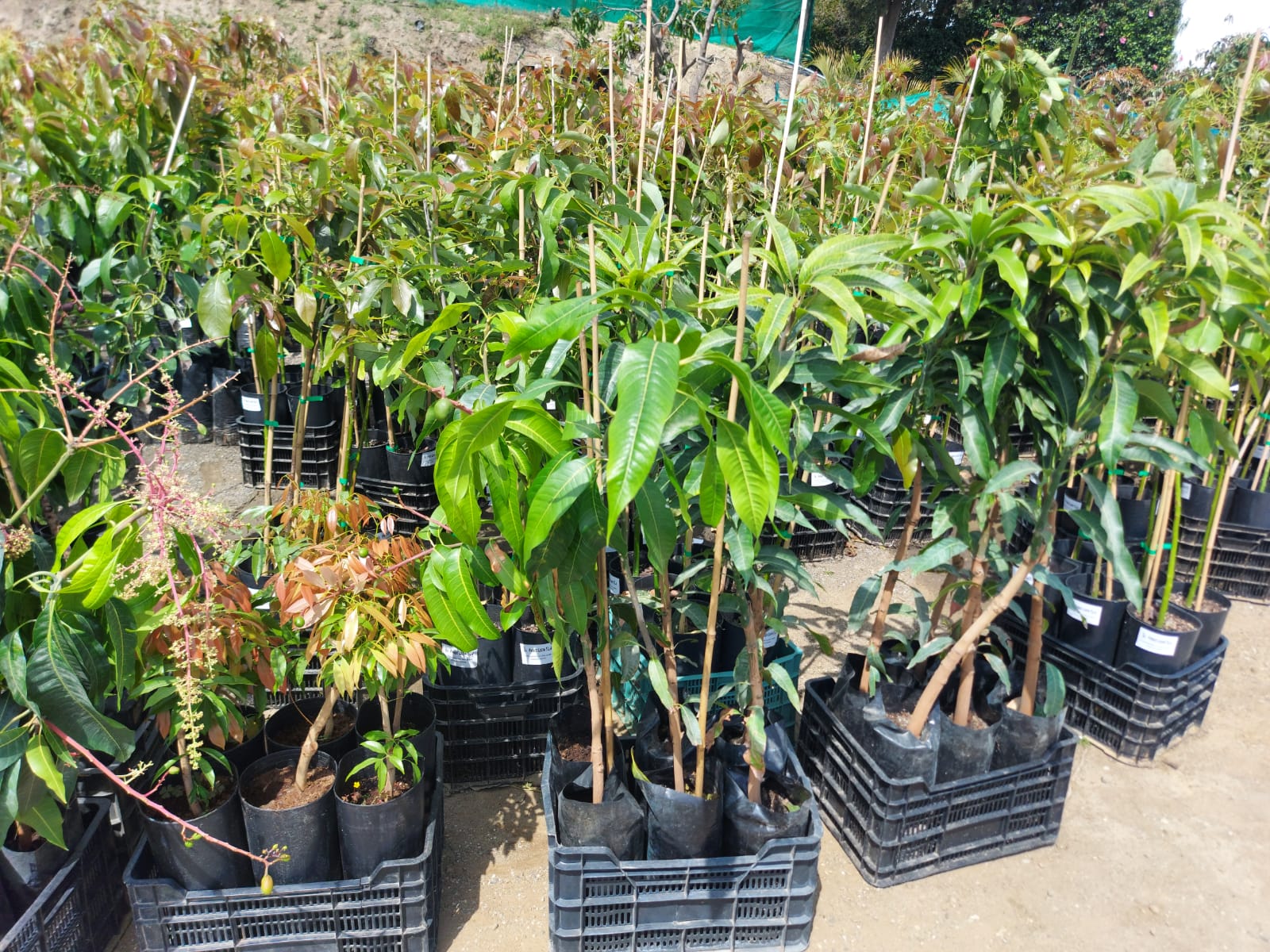 Φυτώριο-Καλλιέργεια Παραγωγή Αβοκαντο - Μάγκο φυτά εισαγωγής με πολλαπλασιαστικό υλικό από Ισπανία