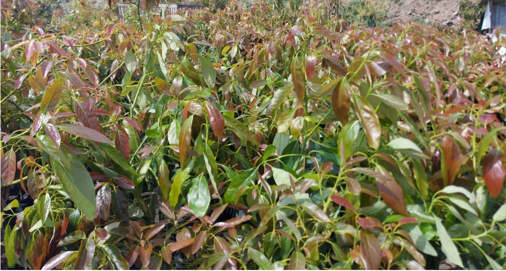 Καλλιέργεια Παραγωγή Αβοκαντο - Μάγκο φυτά εισαγωγής με πολλαπλασιαστικό υλικό από Ισπανία