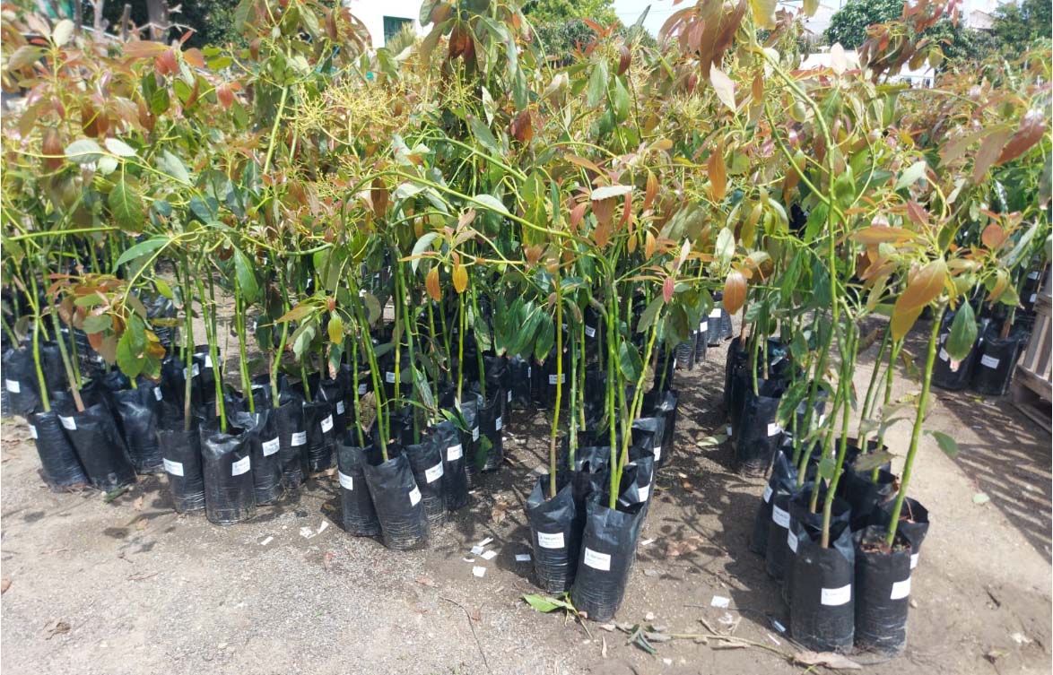 Φυτώρια Αβοκαντο - Μάνγκο φυτά εισαγωγής με πολλαπλασιαστικό υλικό από Ισπανία 