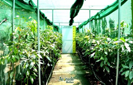 Παραγωγή αβοκάντο hass: μια καλλιέργεια που αλλάζει ζωές