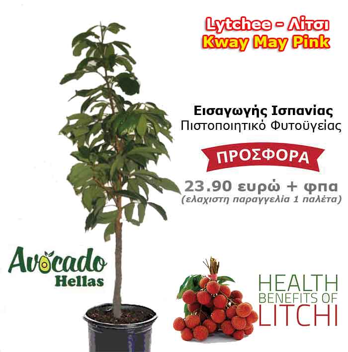 Λιτσι Litchi φυτο χονδρική δέντρο εισαγωγής Ισπανίας Εμπορική Ποικιλία Kway-May-Pink