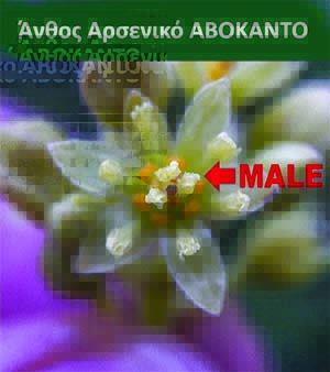 άνθος, Λουλούδι αρσενικό Αβοκάντο ανθοφορία Ποικιλίες Αβοκάντο Τύπου Β