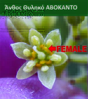 άνθος, Λουλούδι θηλυκό Αβοκάντο ανθοφορία Ποικιλίες Αβοκάντο Τύπου Β