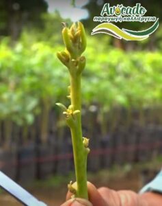 Παραγωγή αβοκάντο hass: μια καλλιέργεια που αλλάζει ζωές