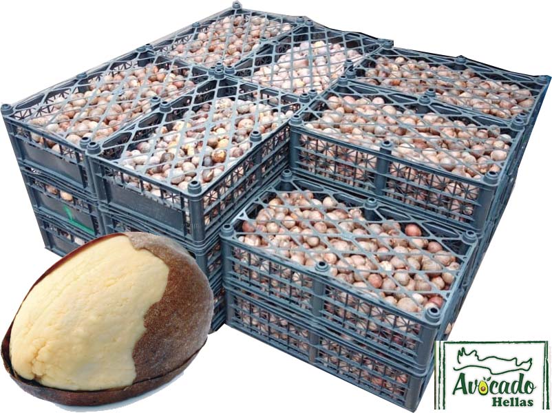 avocado-seeds-for-nursery-sporoi-abokanto-gia-fytorio - Σπορος αβοκαντο για φυτώρια
