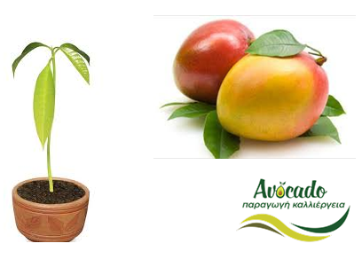 Μάνγκο, mango, καλλιέργεια, χαρακτηριστικά, ιδιότητες, πότισμα Μάνγκο, mango, καλλιέργεια, χαρακτηριστικά, ιδιότητες, πότισμα