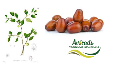 jujube, τζιτζιφιά, καλλιέργεια, χαρακτηριστικά, ιδιότητες, οφέλη jujube, καλλιέργεια, χαρακτηριστικά, ιδιότητες, οφέλη