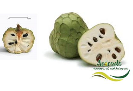 Τσιριμόγια, τσεριμόγια, cherimoya, καλλιέργεια, χαρακτηριστικά, καρπός