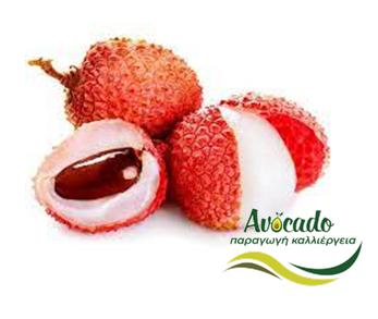 Λίτσι, lychee, καλλιέργεια, κλίμα, συνθήκες, πότισμα, φροντίδα Λίτσι, lychee, καλλιέργεια, κλίμα, συνθήκες, πότισμα, φροντίδα