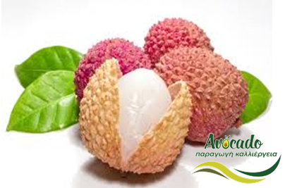 Λίτσι, lychee, καλλιέργεια, κλίμα, συνθήκες, ποικιλίες Λίτσι, lychee, καλλιέργεια, κλίμα, συνθήκες, ποικιλίες