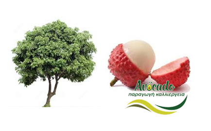 Λίτσι, lychee, καλλιέργεια, κλίμα, συνθήκες, πότισμα, χαρακτηριστικά Λίτσι, lychee, καλλιέργεια, κλίμα, συνθήκες, πότισμα, χαρακτηριστικά