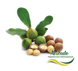 Μακαντέμια, Macadamia, καλλιέργεια, κλίμα, πότισμα, χαρακτηριστικά Μακαντέμια, Macadamia, καλλιέργεια, κλίμα, πότισμα, χαρακτηριστικά
