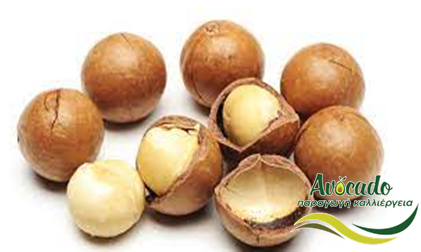 Μακαντέμια, Macadamia, ιστορία, ιδιότητες, καλλιέργεια, κλίμα