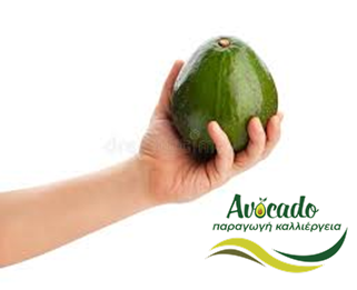 Avozillas, αβοκάντο, αγορά αβοκάντο, χώρες, τιμές Avozillas, αβοκάντο, αγορά αβοκάντο, χώρες, τιμές