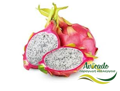 dragon fruit, δρακόγια, pitaya, καλλιέργεια, καρπός dragon fruit, δρακόγια, pitaya, καλλιέργεια, καρπός