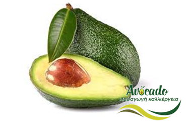αβοκάντο, avocado, συσκευασία, εταιρεία, μεξικό αβοκάντο, avocado, συσκευασία, εταιρεία, μεξικό