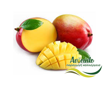 Μάνγκο, mango, καλλιέργεια, κόσμος, Σαουδική Αραβία, Μπαγκλαντές Μάνγκο, mango, καλλιέργεια, κόσμος, Σαουδική Αραβία, Μπαγκλαντές