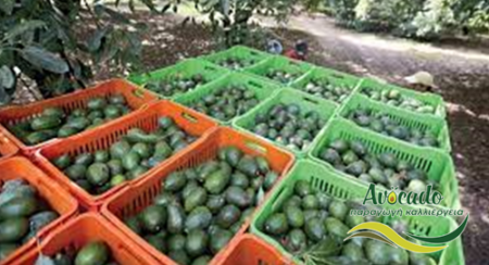 αβοκάντο, avocado, εταιρεία, μεξικό, εξαγωγές, επένδυση, κίνα αβοκάντο, avocado, εταιρεία, μεξικό, εξαγωγές, επένδυση, κίνα