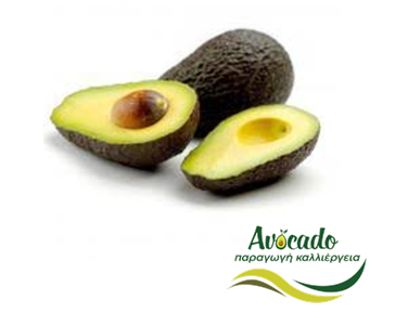 αβοκάντο, avocado, εξαγωγές, μεξικό, αμερική, διαδικασία, πρότυπα