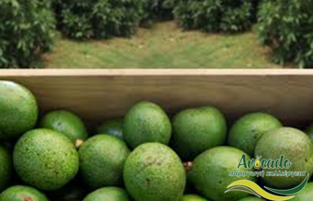 αβοκάντο, avocado, εταιρεία, κολομβία, περιβάλλον, μελέτη, οικολογία αβοκάντο, avocado, εταιρεία, κολομβία, περιβάλλον, μελέτη, οικολογία
