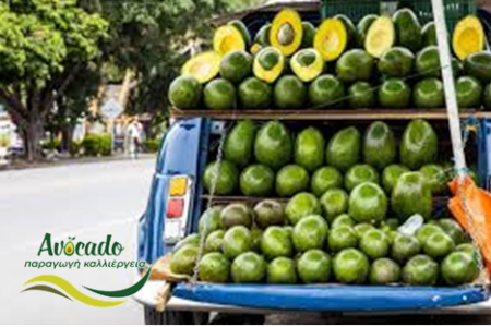 αβοκάντο, avocado, εταιρεία, κολομβία, οικονομία, επένδυση, πωλήσεις αβοκάντο, avocado, εταιρεία, κολομβία, οικονομία, επένδυση, πωλήσεις